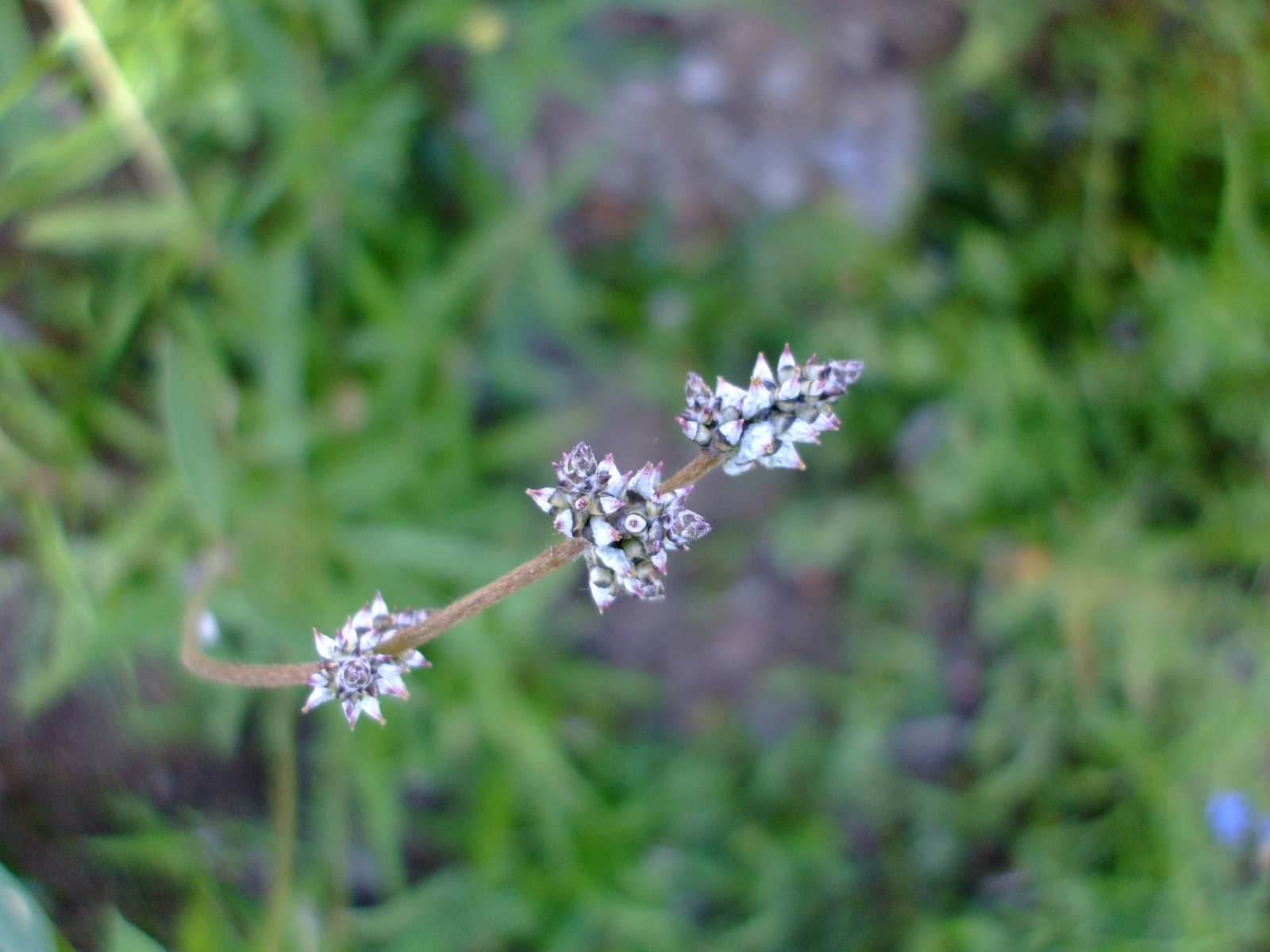 Froelichia floridana